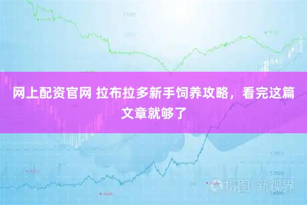 网上配资官网 拉布拉多新手饲养攻略，看完这篇文章就够了